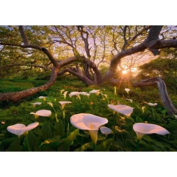 Puzzle 1000 pièces Forêt Magique Kalie