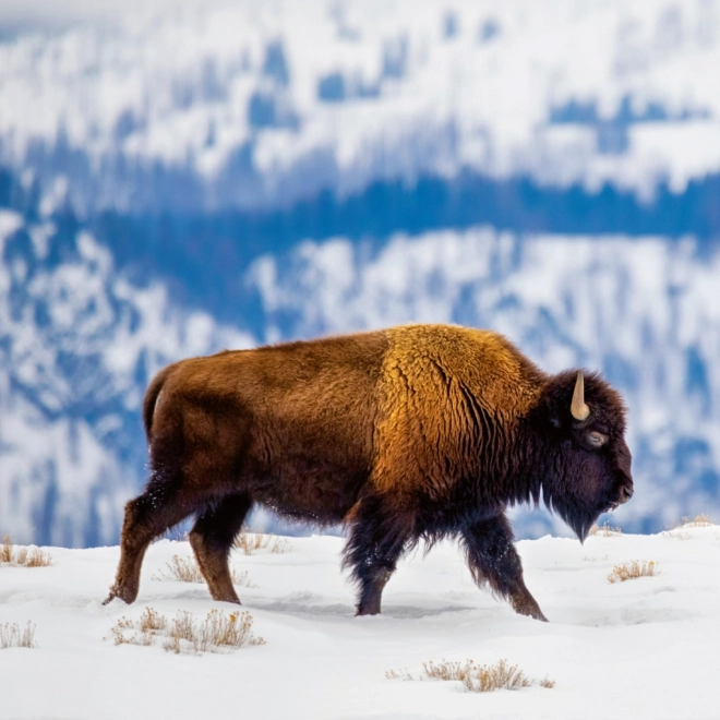 Calendrier de notes Animaux Sauvages 2026