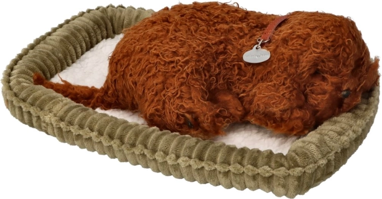 Parfait Compagnon Chiot Caniche Dormeur