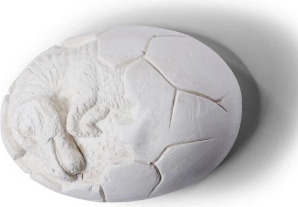 Ensemble de fouille d'œufs de dinosaures