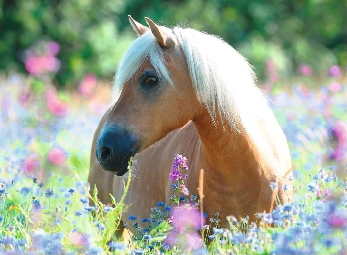 Puzzle 2D 300 pièces – cheval RAVENSBURGER