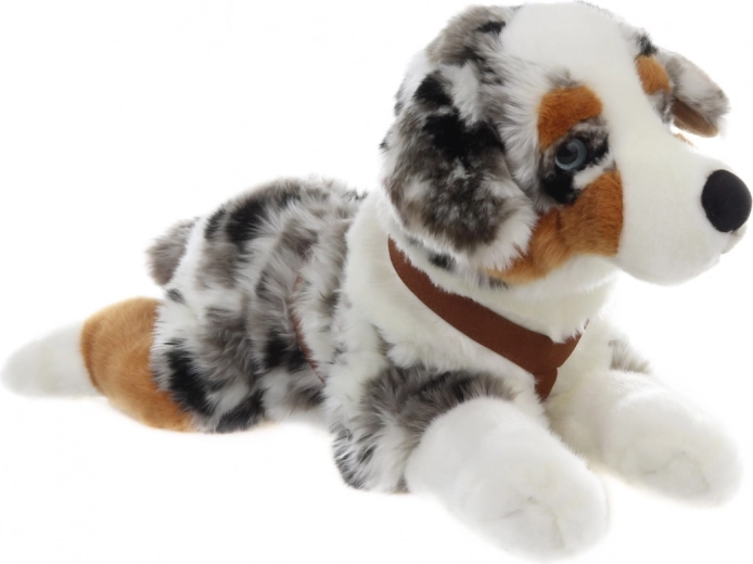 Apparence réaliste du berger australien