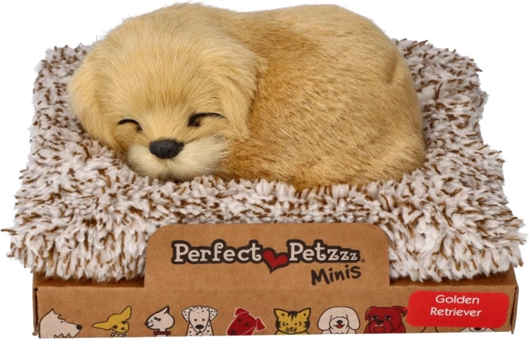 Golden retriever aboyeur sur son coussin
