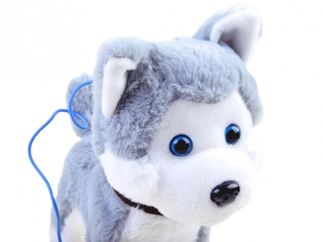 Chien Husky interactif en laisse