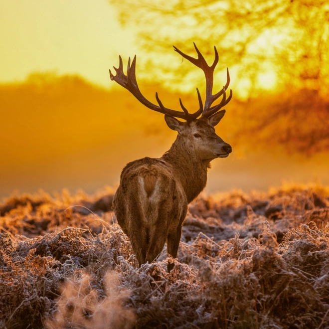 Calendrier de notes Animaux Sauvages 2026