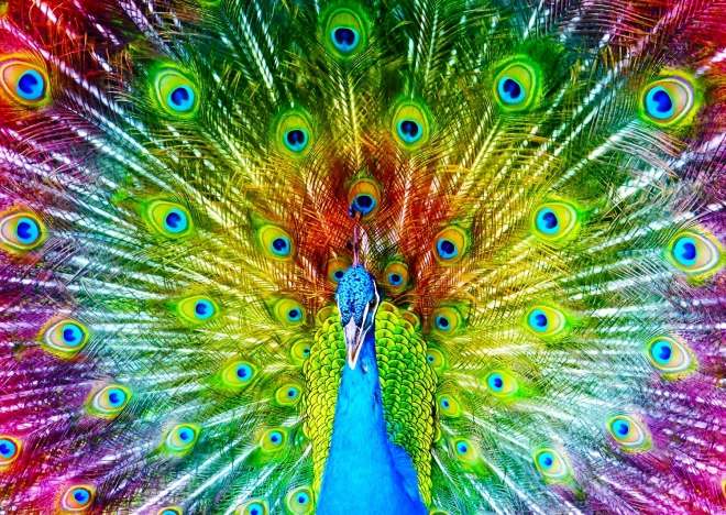 Puzzle Paon Coloré 1000 Pièces