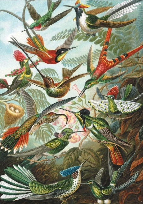 Puzzle Colibris 1000 pièces