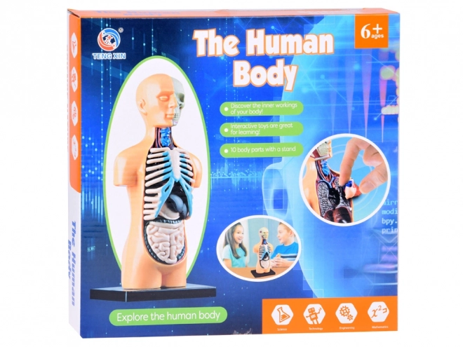 Modèle éducatif du corps humain avec organes
