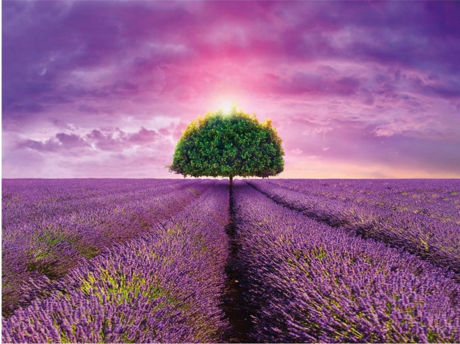 Apparence Provence