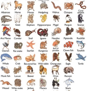 Jeu de cartes Zanimatch