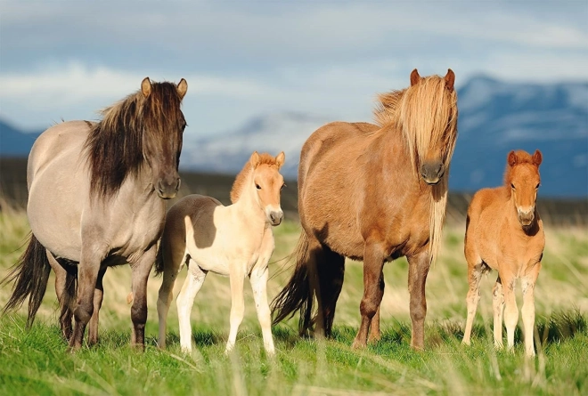 Puzzle SCHMIDT famille de chevaux 200 pièces