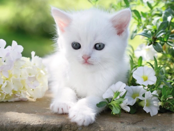 Ravensburger puzzle chaton blanc 1500 pièces