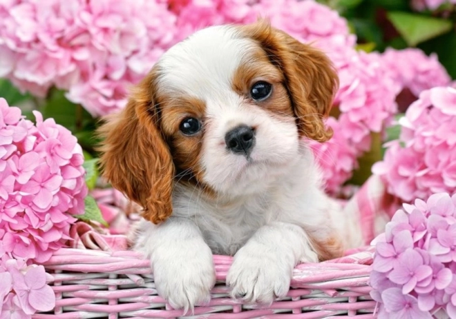 Puzzle 180 pièces Chiot parmi des fleurs roses