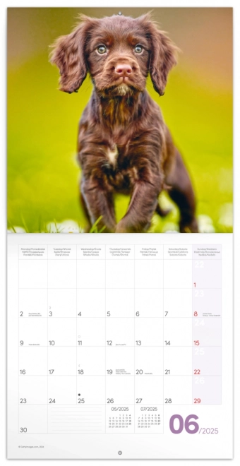 Calendrier de Notes Chiots 2025, 30 × 30 cm