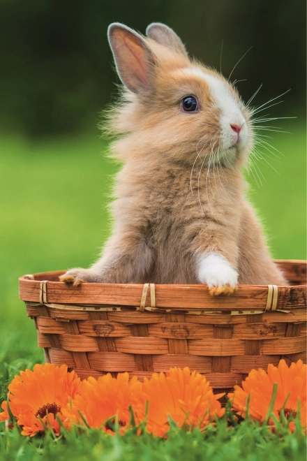 Puzzle Trefl Jolies petites bêtes : lapin dans un panier 54 pièces