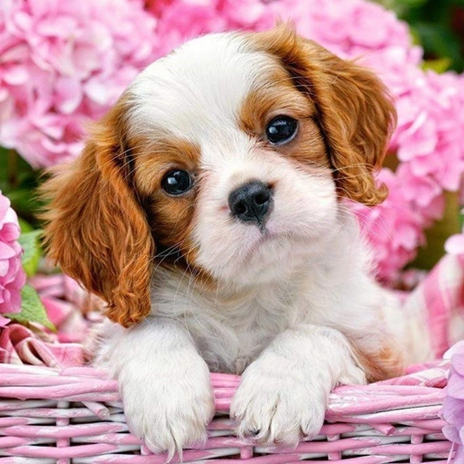 Norimpex Peinture Diamant Chiot dans un panier rose 30x40cm