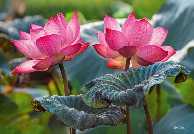 Puzzle Fleurs de lotus roses 500 pièces