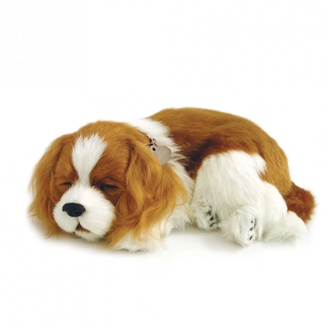 Chiot Cavalier respirant