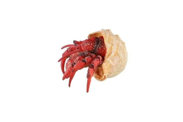 Crabe ermite en plastique zooted 7cm en sachet