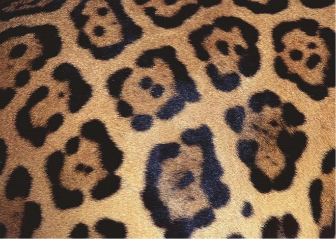 Défi puzzle Ravensburger : motif animal 1000 pièces