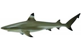 Figurine de requin à pointe noire de récif