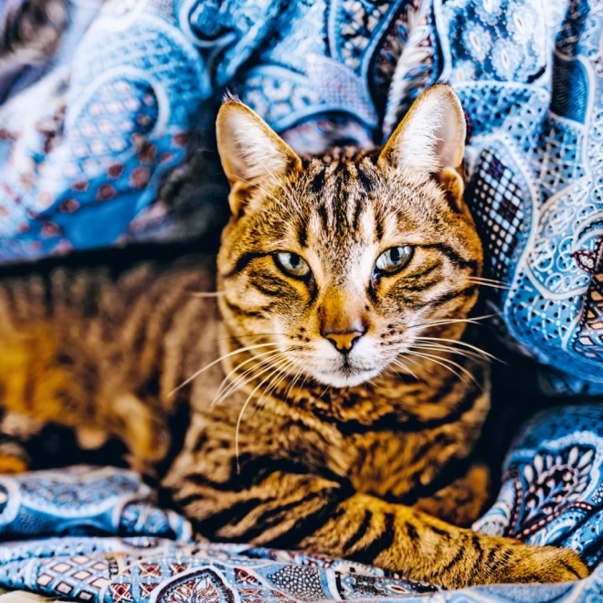 Belles photos de chats chaque mois