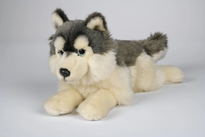 Husky en peluche