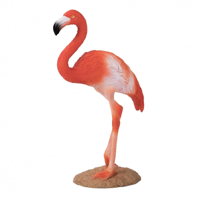 Mojo Flamant Américain