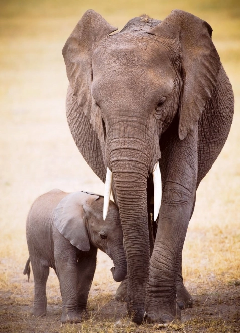 Puzzle Éléphant et éléphanteau 1000 pièces