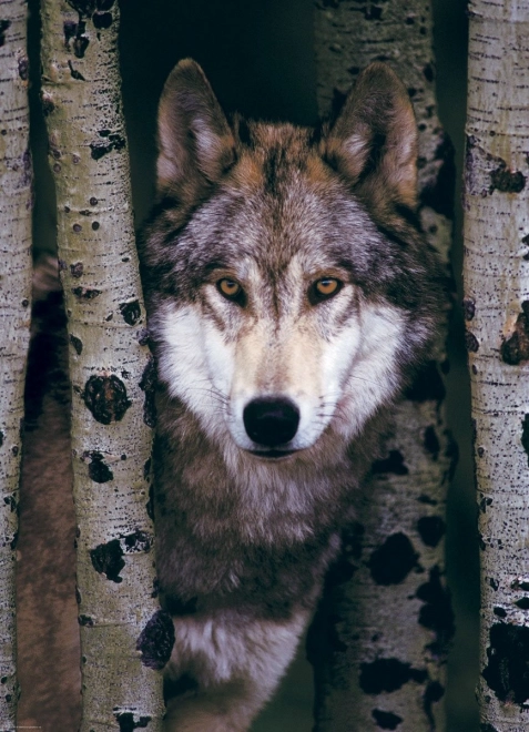 Puzzle Loup gris de EUROGRAPHICS - 1000 pièces