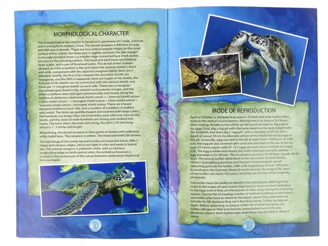 Ensemble éducatif fouilles tortue Ammonites