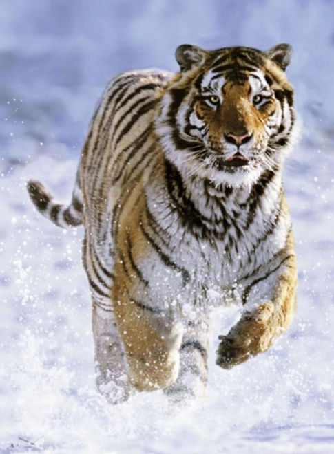 Puzzle Ravensburger Tigre en hiver 500 pièces