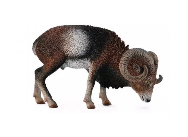 Mouflon européen