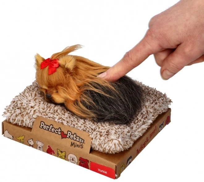 Le parfait petit compagnon chiot York