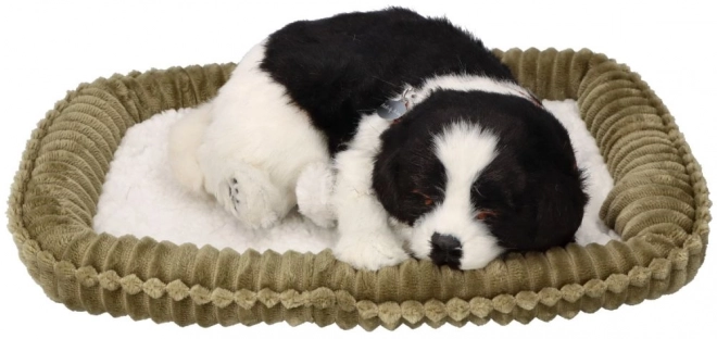 Chiot Border Collie respirant à adopter
