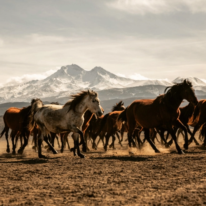 Calendrier de notes Animaux Sauvages 2026