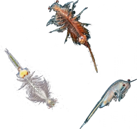 Idéal pour les enfants de 8 à 12 ans