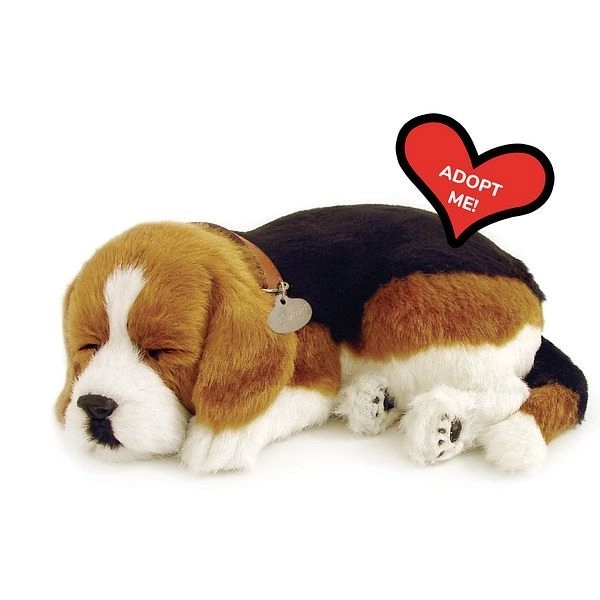 Chiot Beagle Respira Perfect Petzzz