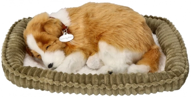 Chien de berger écossais Collie à couper le souffle à adopter