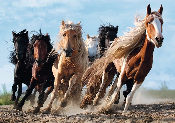 Puzzle Chevaux au Galop 1000 pièces 68,3x48cm dans boîte 40x27x6cm