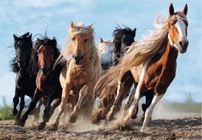 Puzzle Chevaux au Galop 1000 pièces 68,3x48cm dans boîte 40x27x6cm