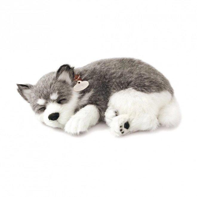 Husky d'Alaska en peluche à couper le souffle
