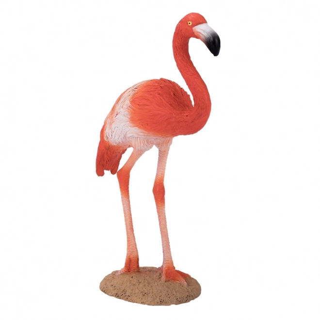 Mojo Flamant Américain