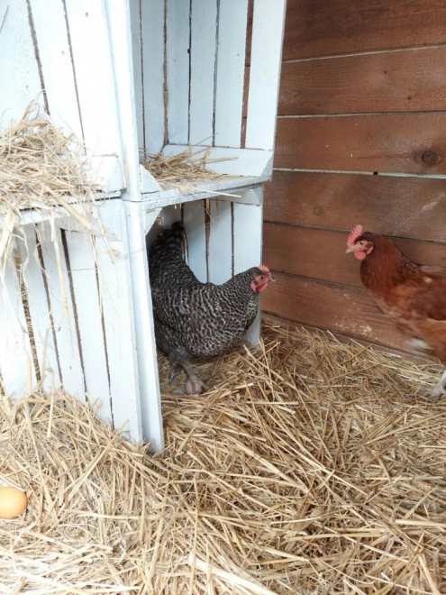 Œufs en bois dans une boîte de 6 pièces
