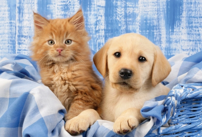 Puzzle mes animaux préférés 3x48 pièces