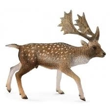 Cerf Européen