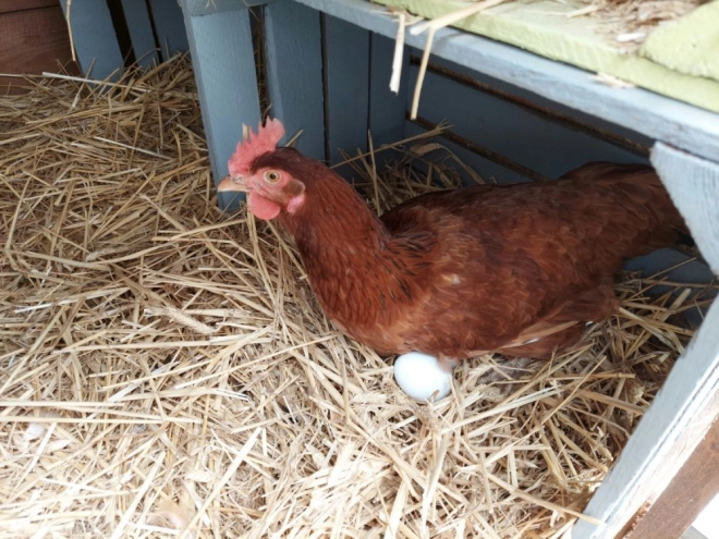 Œufs en bois dans une boîte de 6 pièces