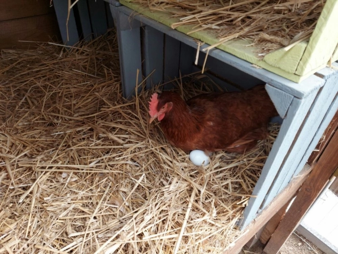 Œufs en bois dans une boîte de 6 pièces