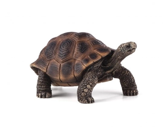 Grande tortue Mojo