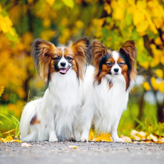 Photographies de chiens inspirantes